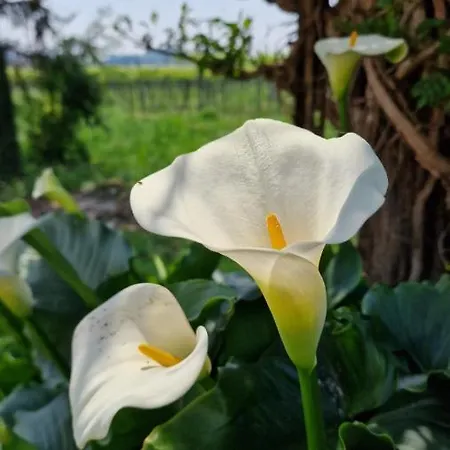 Casa Ossan Отель типа 