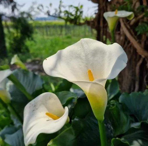 Casa Ossan Отель типа 